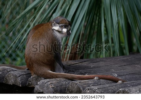 Picture of a guenon monkey