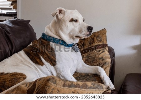Dog on a couch with lots of pillows
