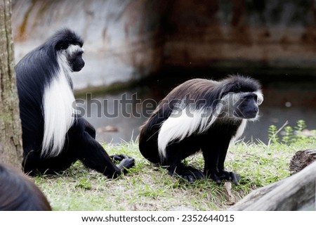 Picture of an Angolan colobus