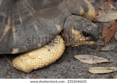 Picture of a small tortoise