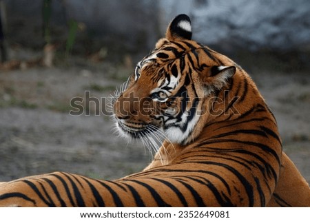 Close up picture of a tiger