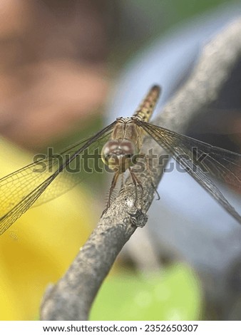 Macro view of a dragonfly perching on a twig with blurry background