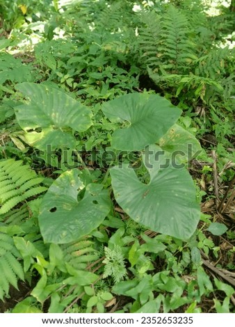beautiful taro leaves among the weeds background