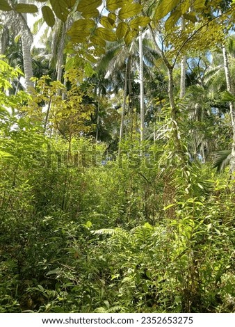 beautiful coconut trees among weeds background