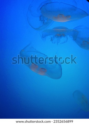 Picture depicting movement of jellyfish underwater