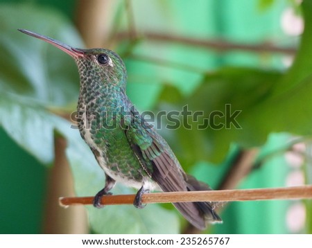 The Glittering-throated Emeralds (Amazilia fimbriata) sometimes referred to as Lesson's Emeralds - are South American hummingbirds, Amazonas Brazil Royalty-Free Stock Photo #235265767