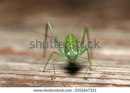 katydid larva with a playful expression facing straight ahead (Sunny outdoor closeup macro photograph)