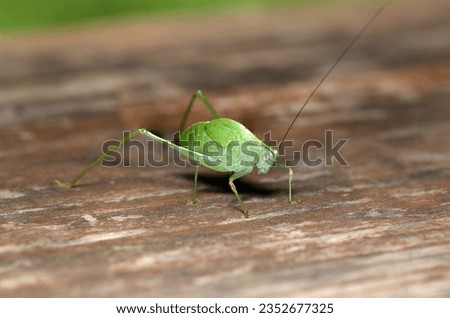 Side view of Japanese katydid larva (Sunny outdoor closeup macro photograph)