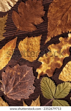 Trend autumn pattern from colored autumnal leaves with water drops, on dark brown wood, top view nature flat lay, colorful foliage as natural seasonal background. Fall aesthetic photo, vertical format