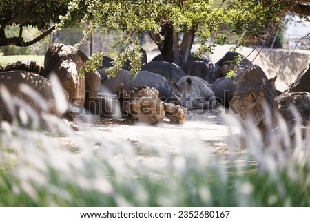 group of rhinos laying in the shade behind rocks and grass