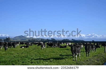 Dairy Farming with Black and White Cows at Sheffield and Snow on the Southern Alps, Canterbury, New Zealand Royalty-Free Stock Photo #2352686179