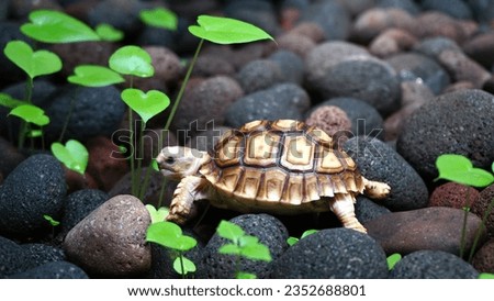 Turtle as a pet. World Animal Day. Royalty-Free Stock Photo #2352688801