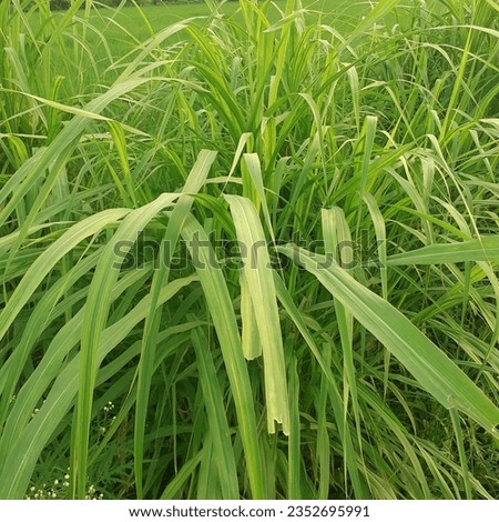 grass photo, grass picture, green background, naturally picture 