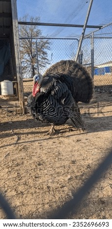 picture of a black Spanish Tom turkey
