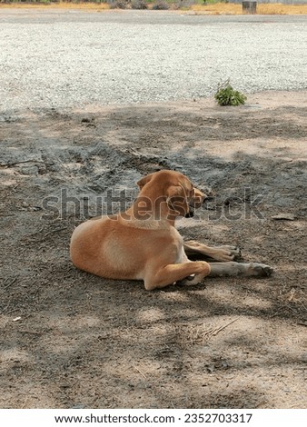 A "dog on the beach" paints the picture of a canine companion enjoying the sandy shorelines and waterside surroundings. Here are several aspects associated with a dog on the beach