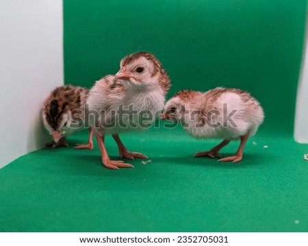 a picture of three pied guinea keets