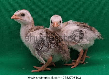 a picture of two pied guinea keets