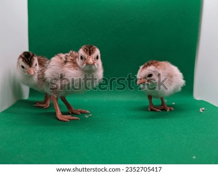 a picture of three young pied guinea keets