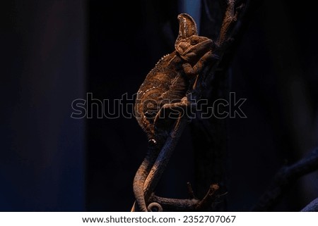 Chameleon Furcifer pardalis Ambolobe 2 years old, Madagascar endemic Panther chameleon in angry state, pure Ambilobe, horizontal picture