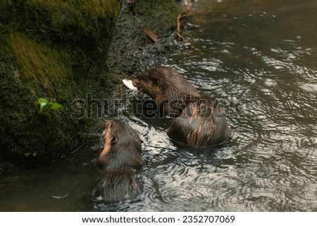 A selective focus shot of two sea otters eating fish in the lake, copy space for text