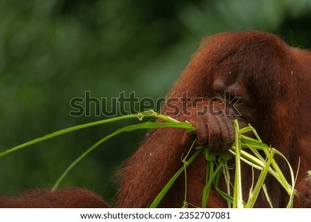 Adult orangutan to the right of the shot holding the green grass on the dark green background, copy space for text