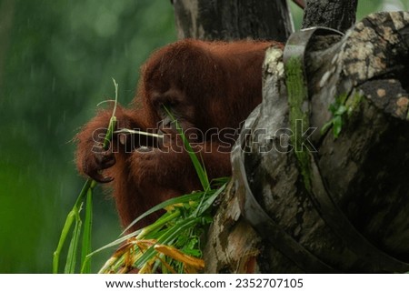 Orangutan eating grass on a rainy day, close up image with copy space for text