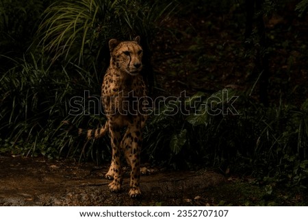 Cheetah in a dark rainy forest, dark key image with copy space for text, background