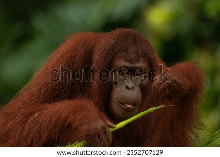 Adult orangutan eating the stick with his tongue visible. Green background,copy space for text