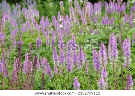 Pink and lilac spiked Veronicastrum virginicum, also known as culverÕs root, 'Fascination' in flower.  Royalty-Free Stock Photo #2352709111