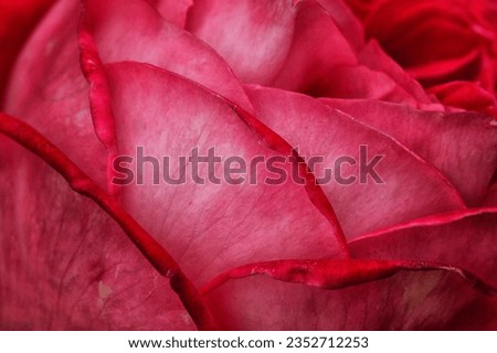 close up petals of a pink rose