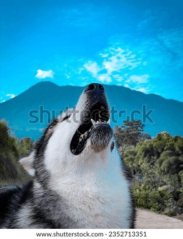 Alaskan malamute taking pictures under the mountain with such beautiful views
