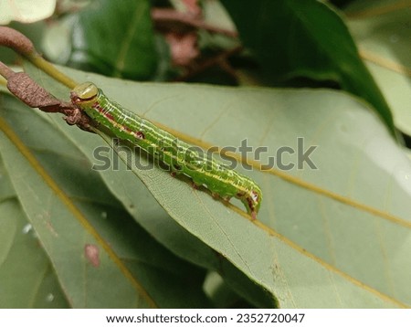 worm, leaf worm, green worm, green, leaf 