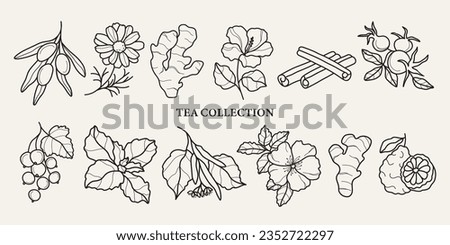 Hand drawn vector herbal tea collection Royalty-Free Stock Photo #2352722297