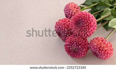 Elegant aesthetic floral composition, autumn, fall arrangement. Pink dahlia flower bouquet on neutral beige background
