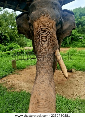 It is a picture of a male elephant with its trunk stretching out to receive food. It is a large gray elephant with a little orange stripe between its trunk and only one tusk.