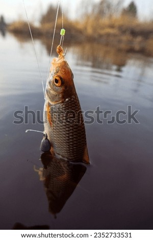 Roach. Gambling fishing on the river in the evening. Leger rig evening biting, bottom line set up Royalty-Free Stock Photo #2352733531