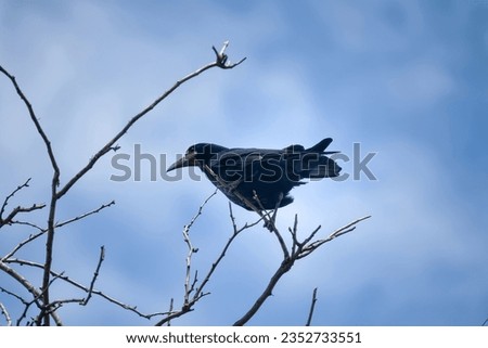Spring. Eurasian rook (Corvus frugilegus) in black and blue breeding plumage near the nest. Useful bird for agriculture Royalty-Free Stock Photo #2352733551