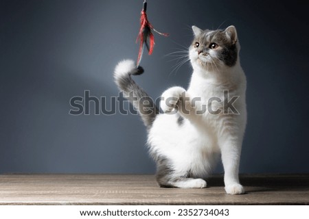 Tabby white kitten is playing a toy made of chicken feathers on a gray background. Scottish fold cat bite toy isolate on blue background. Cute cat playing with toys in the studio. Royalty-Free Stock Photo #2352734043