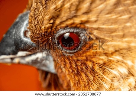close up of an eagle