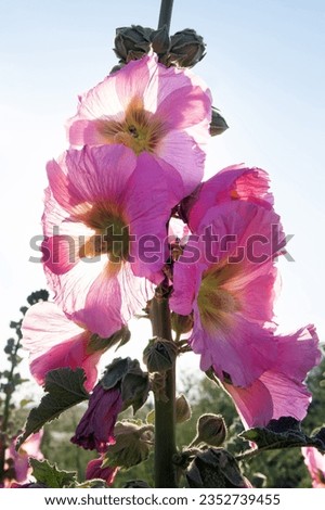 Blooming Jew's mallow (Malva). The picture is in the contour. Steppe Crimea