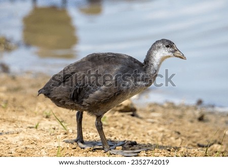 A close-up of a juvenile Fulica bird perched on the ground