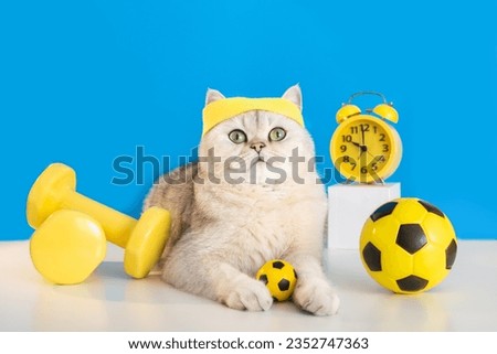 Funny white cat-an athlete in a yellow sports headband, lying with yellow footballs