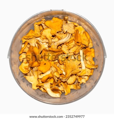 Chanterelle mushrooms background.Forest chanterelle mushrooms.Raw chanterelle mushrooms.Chanterelles are medicinal.
