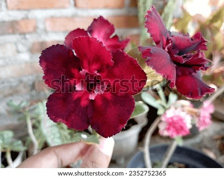 adenium obesum flower in bloom looks very beautiful