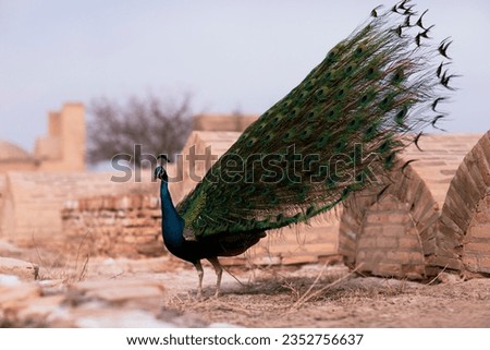 the beauty of the peacock, a stunning bird known for its vibrant feathers