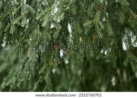 Close-up of beautiful bright young needles on dark green branches of coniferous tree fir.