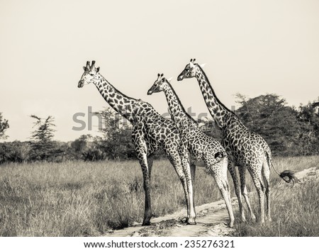 Sepia photo of three giraffes crossing a dirt road on the savanna in a national park in Tanzania, East Africa. Landscape / horizontal orientation.