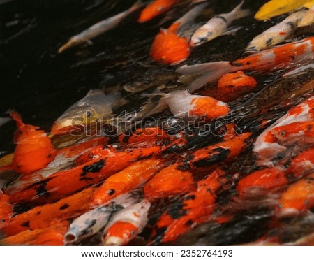Close up of multicolored koi fish, golden, red and white swimming in a pond isolated black. Beautiful, colorful, exotic, and bokeh backgrounds.