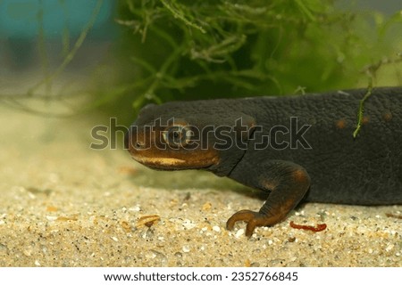 Detailed closeup ona dark Taunggyi Crocodile Newt, Tylototriton shanorum, underwater