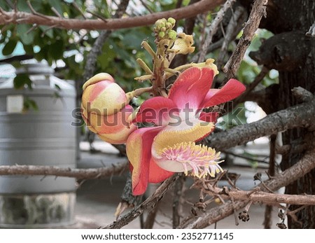 a photography of a flower that is on a tree branch, snake - rail fence with a tree and a flower in the foreground.
